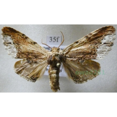 Ptilodon cucullina (Denis & Schiffermüller, 1775) Wiechcica czubatka Czech35f